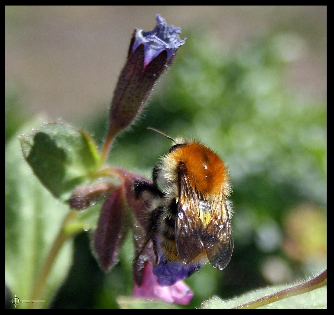 Hummel bei der Arbeit 1