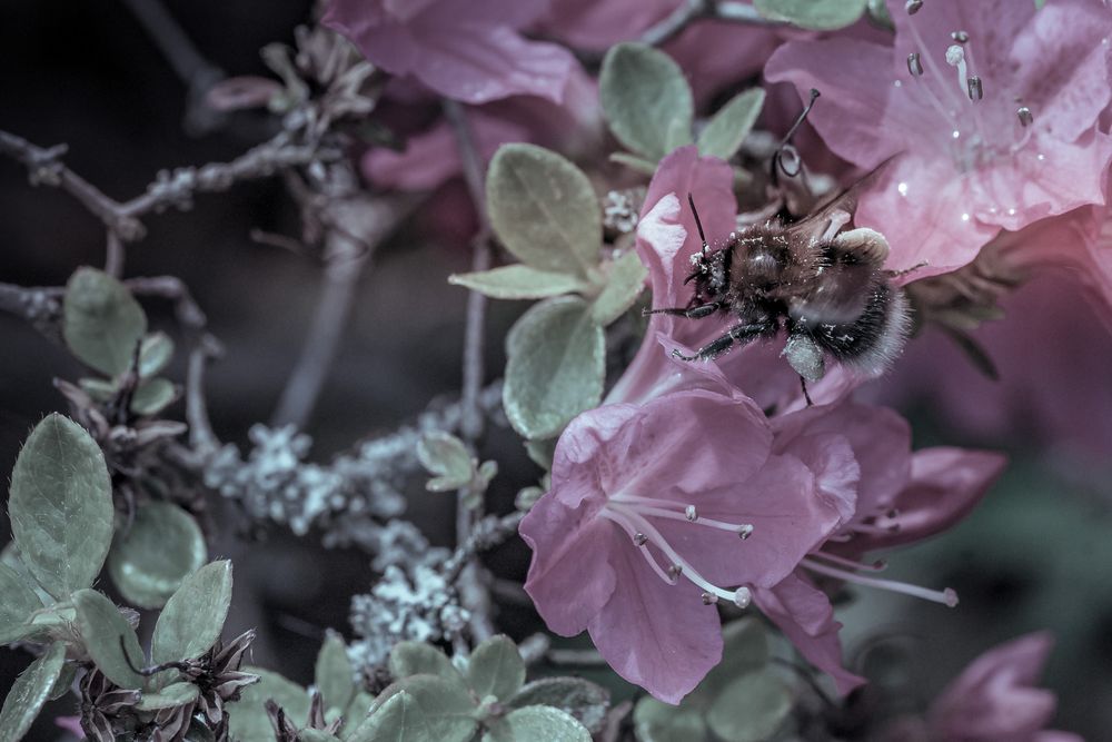 Hummel bei der Arbeit