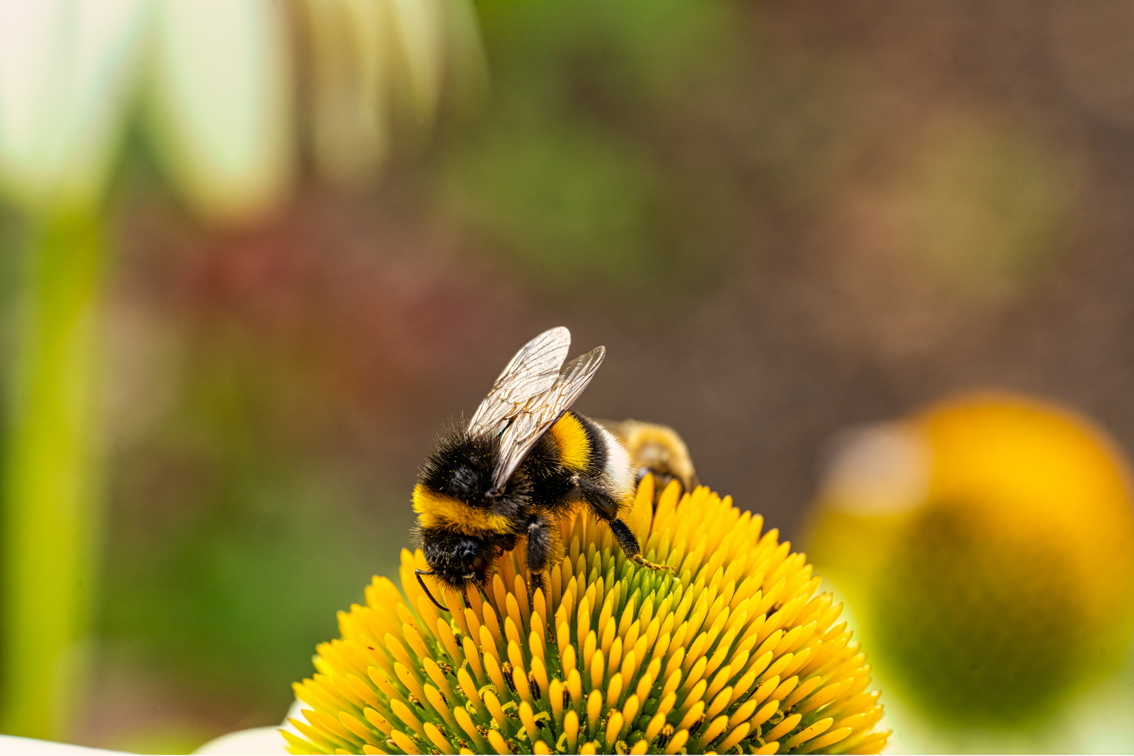 Hummel bei der Arbeit