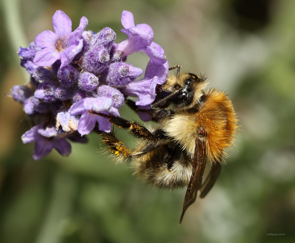 Hummel bei der Arbeit