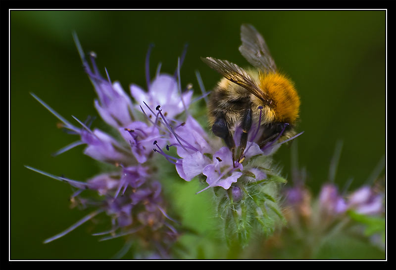 Hummel bei der Arbeit