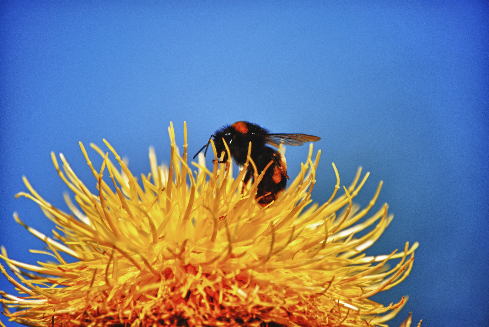 Hummel bei der arbeit