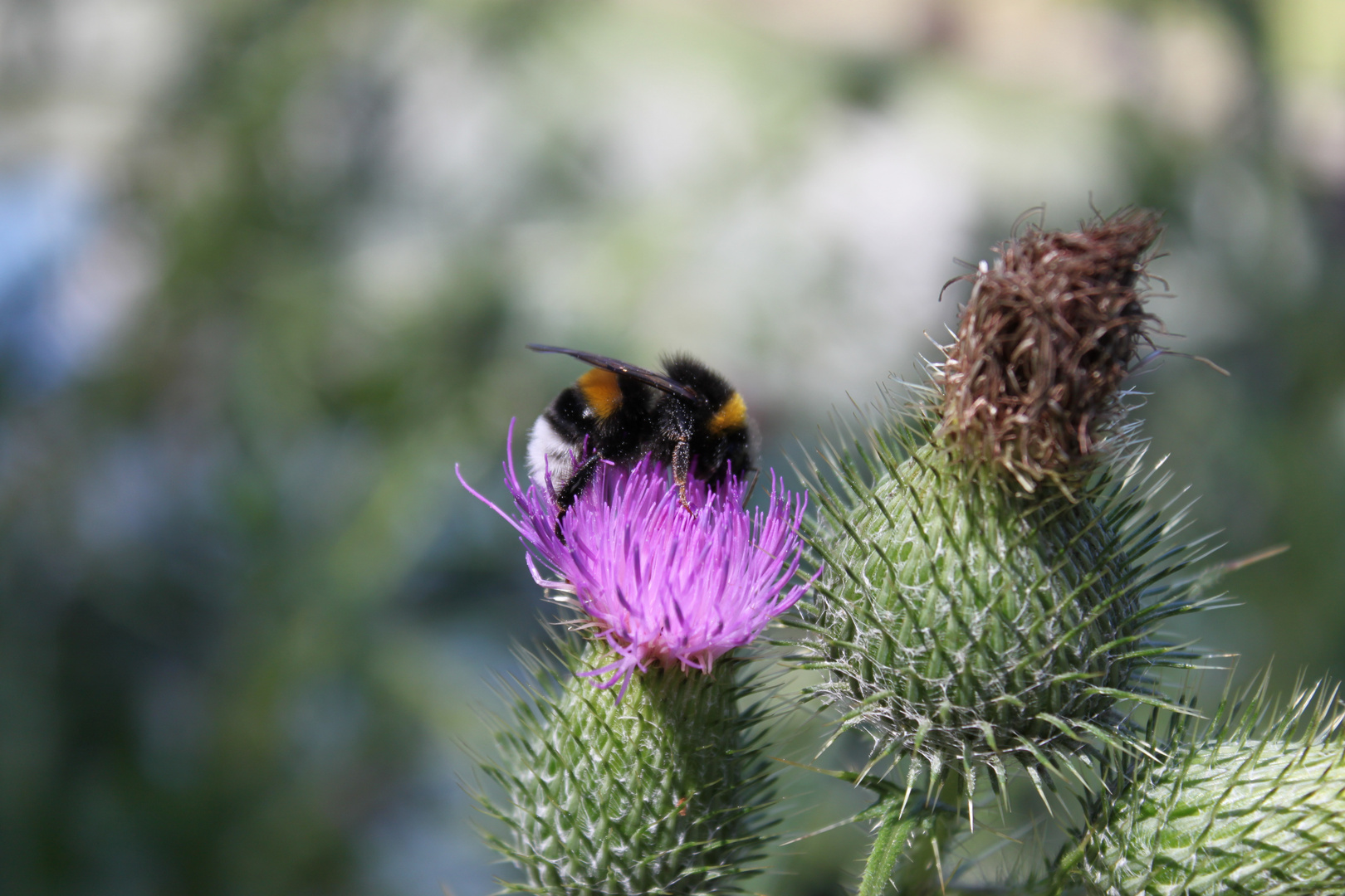 Hummel bei der Arbeit