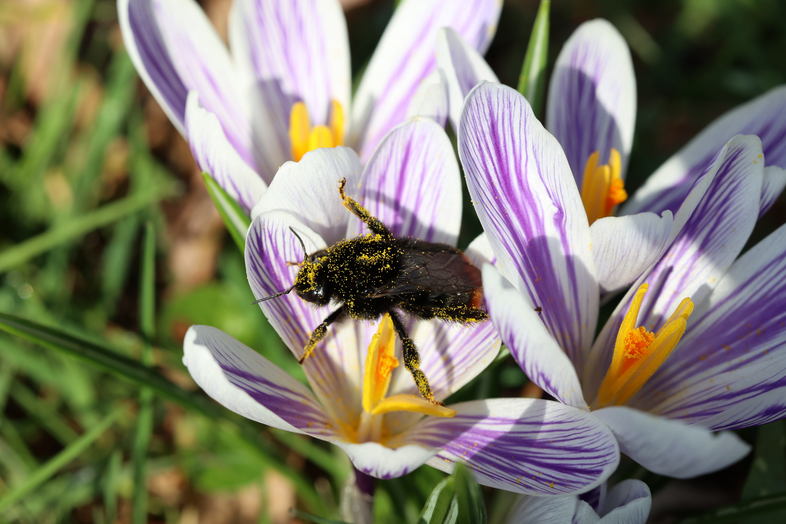 Hummel bei der Arbeit