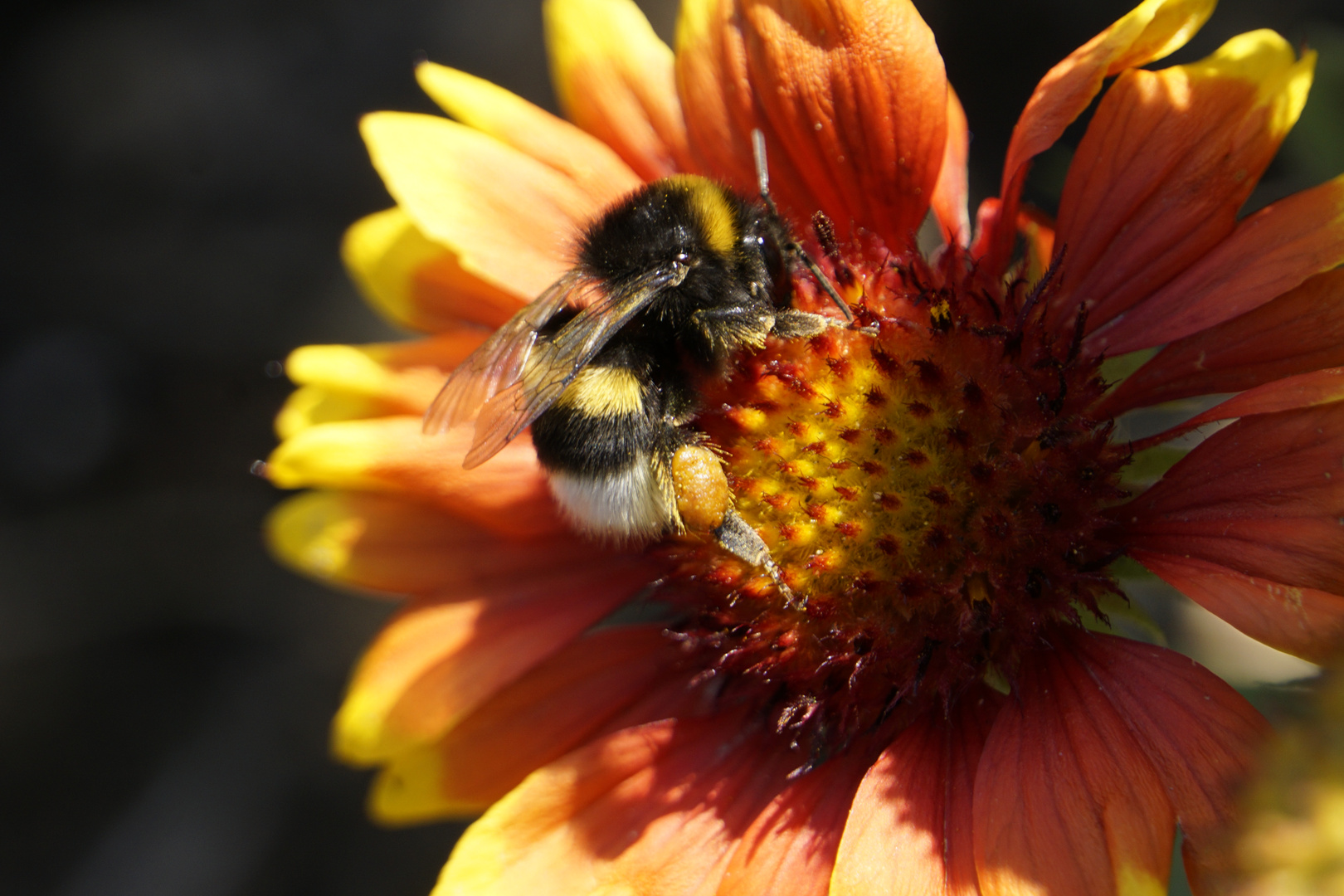 Hummel bei der Arbeit