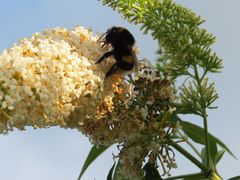 Hummel bei der Arbeit