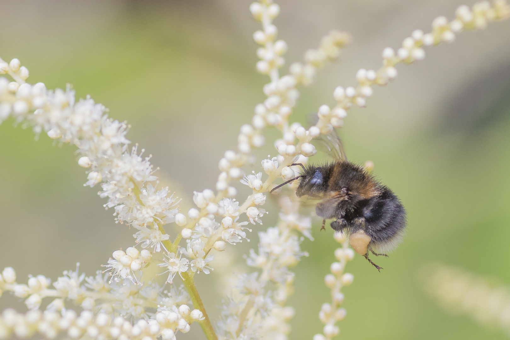 Hummel bei der Arbeit _ 2