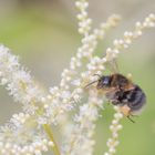 Hummel bei der Arbeit _ 2