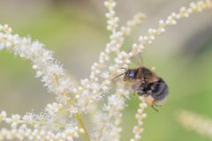 Hummel bei der Arbeit _ 2