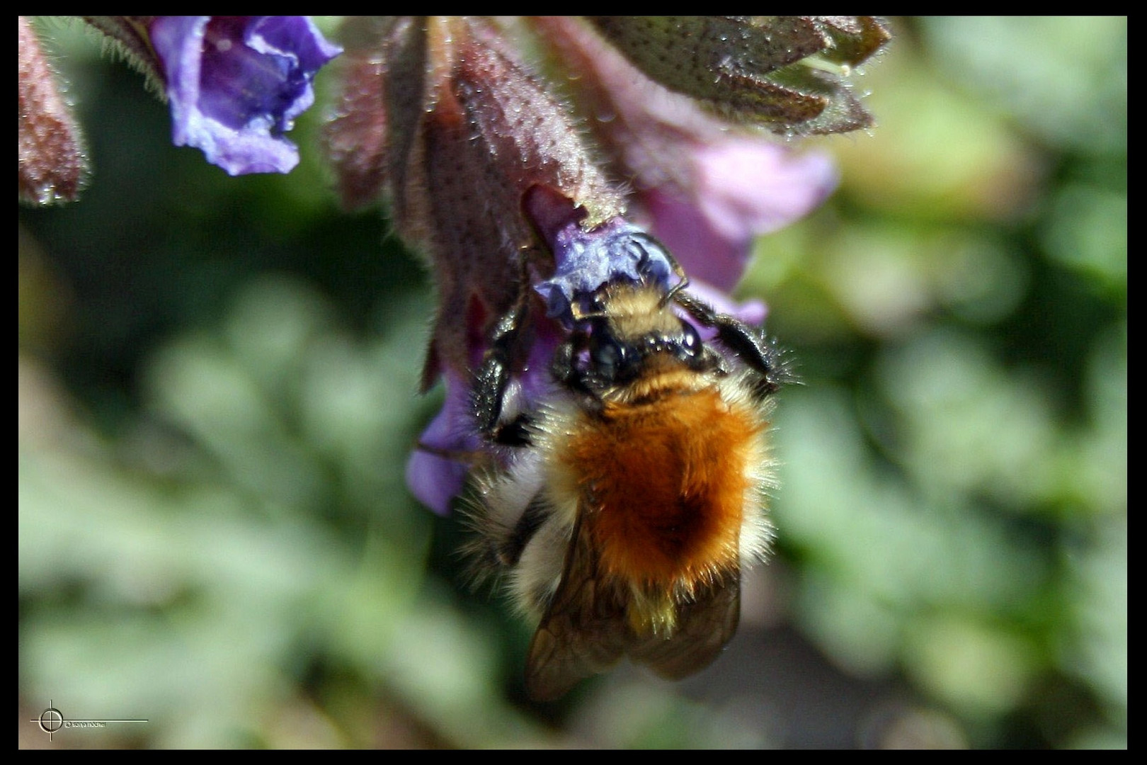 Hummel bei der Arbeit 2