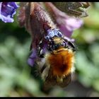 Hummel bei der Arbeit 2