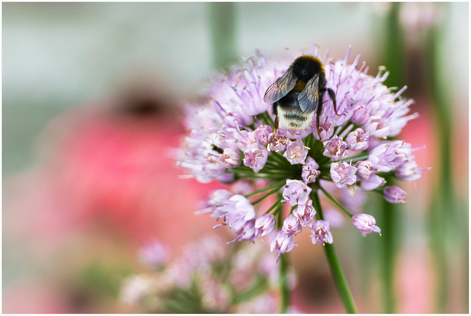 Hummel bei der Arbeit