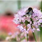 Hummel bei der Arbeit