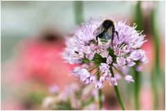 Hummel bei der Arbeit