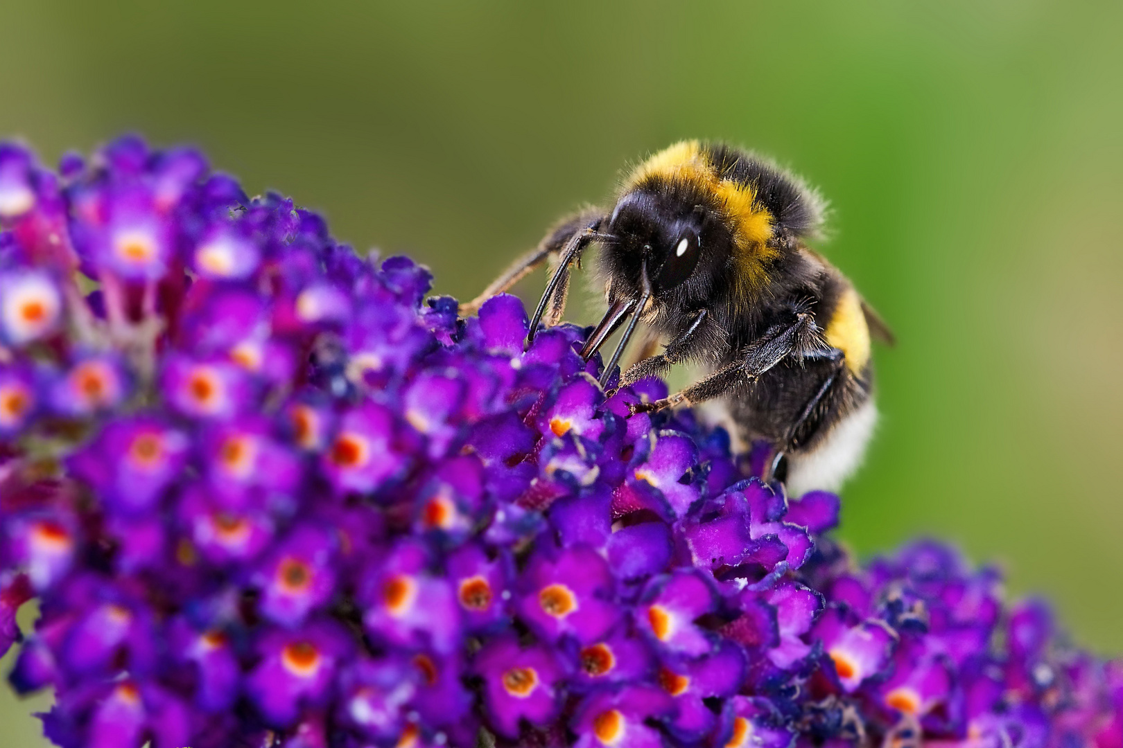 Hummel bei der Arbeit....