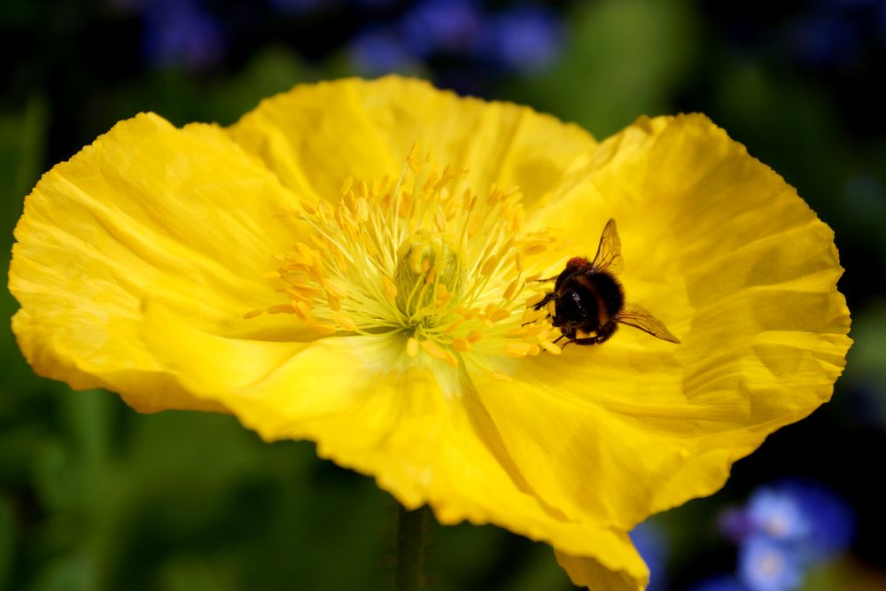 Hummel bei der Arbeit