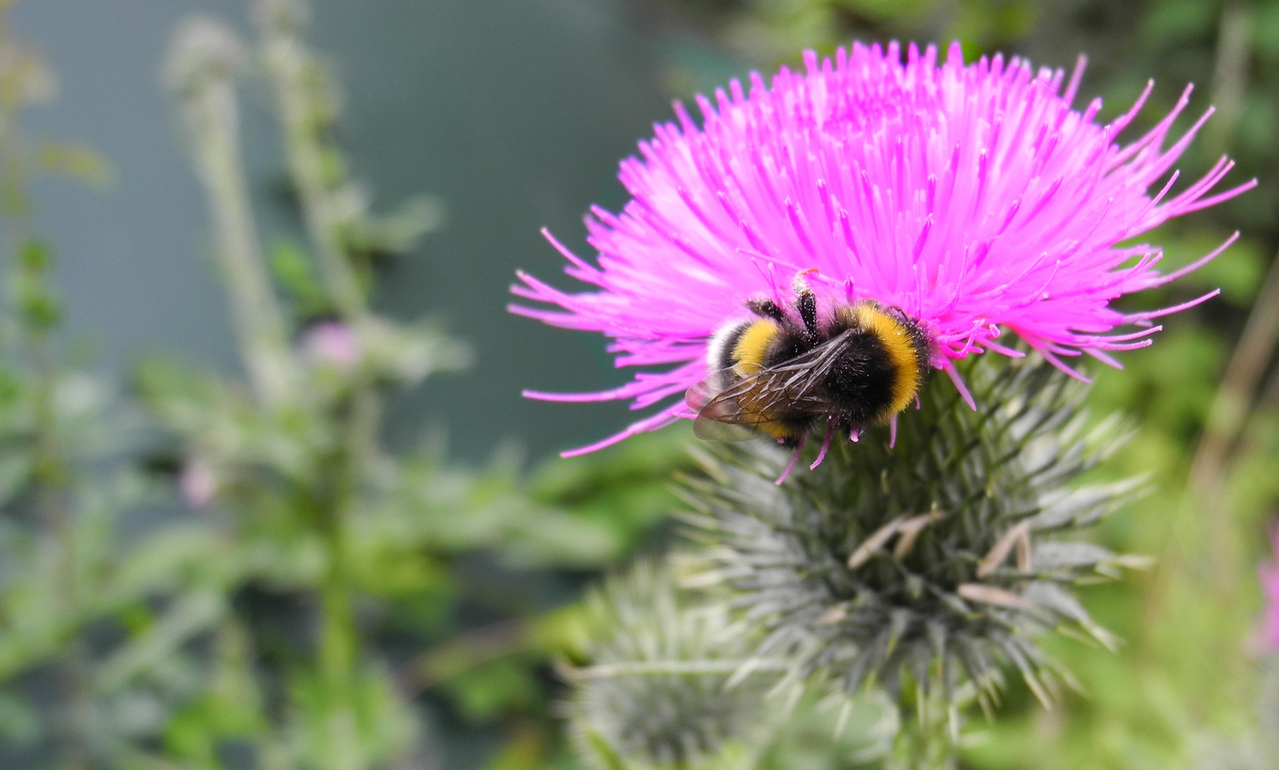 Hummel bei der Arbeit