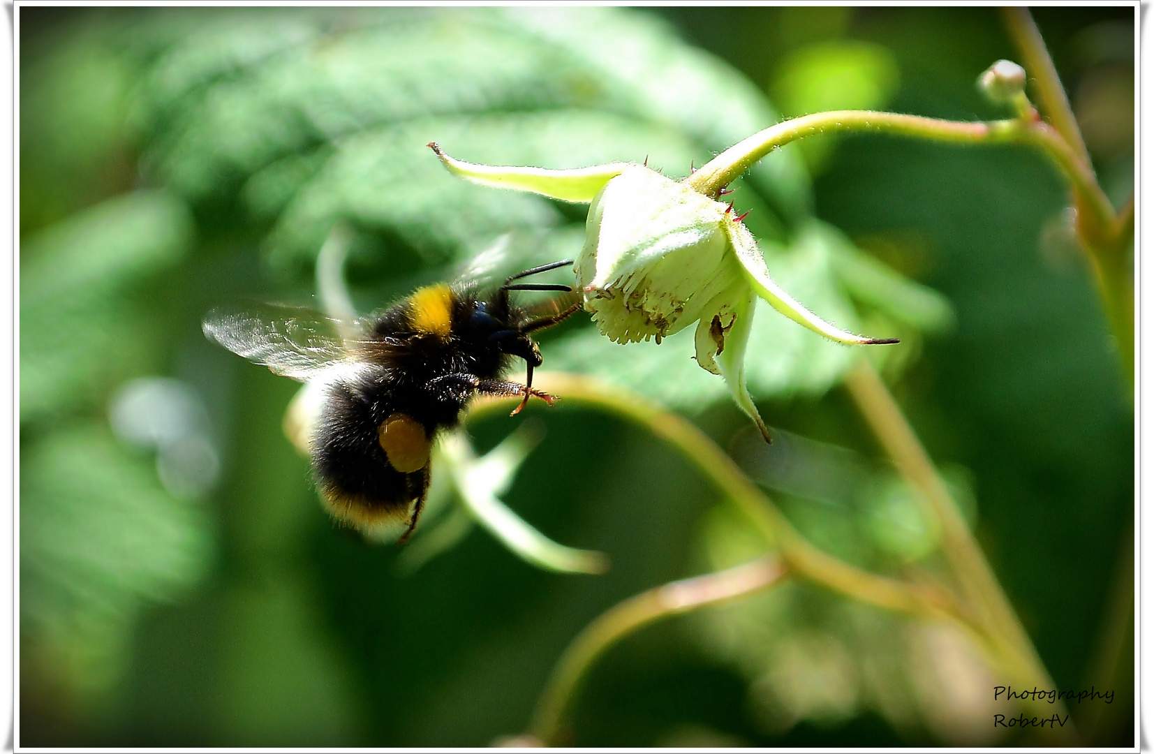 Hummel bei der Arbeit