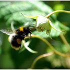 Hummel bei der Arbeit