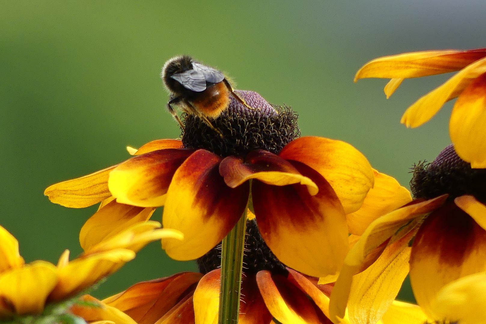 HUMMEL bei der Arbeit