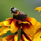 HUMMEL bei der Arbeit