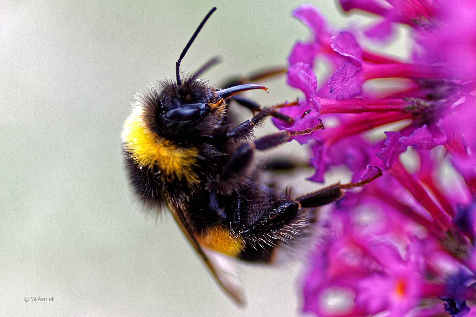 Hummel bei der Arbeit