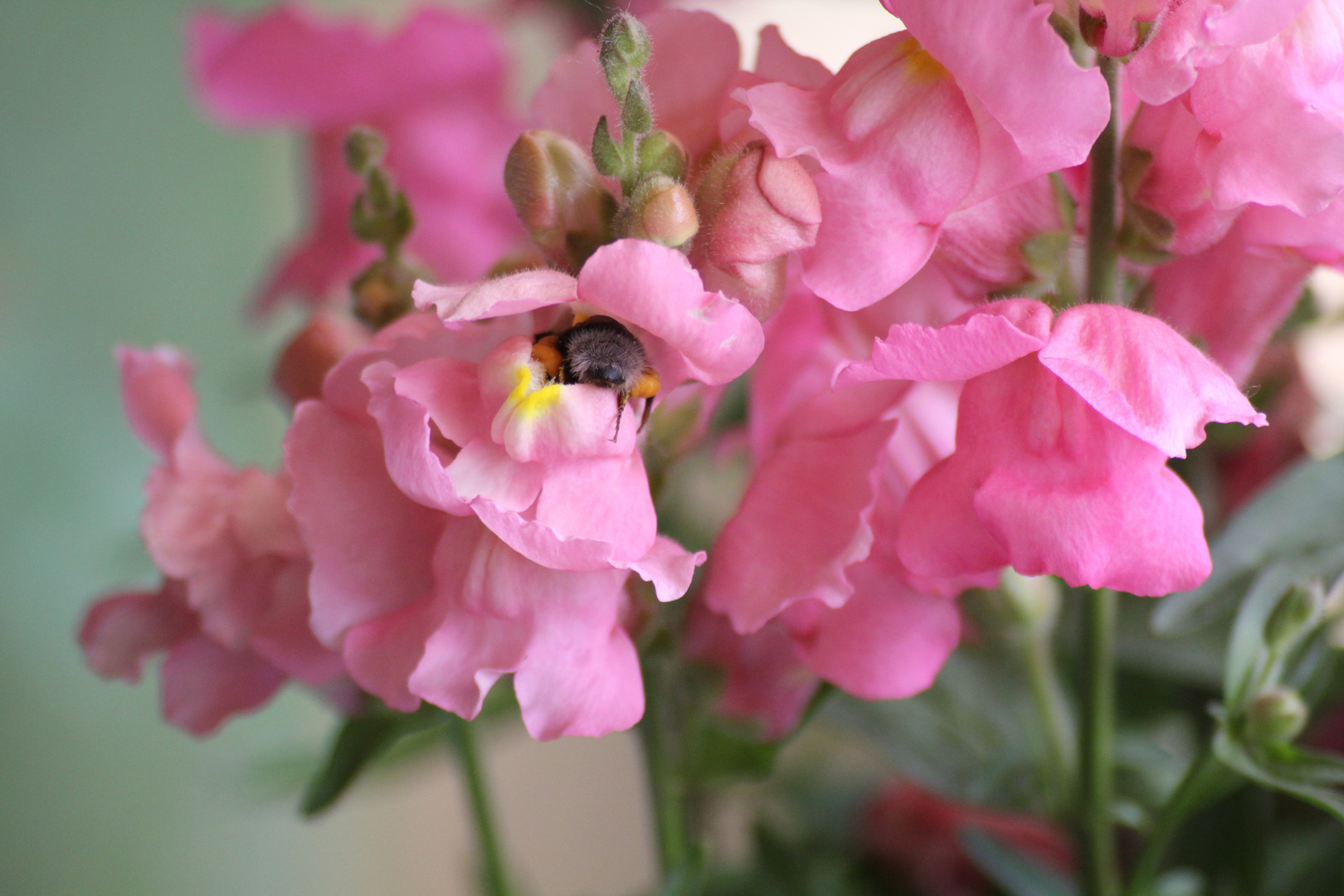 Hummel bei der Arbeit