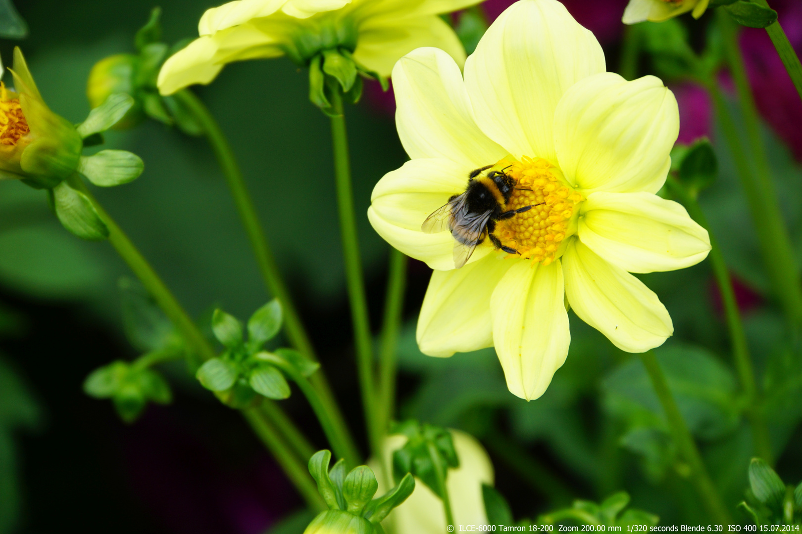 Hummel bei der Arbeit 3