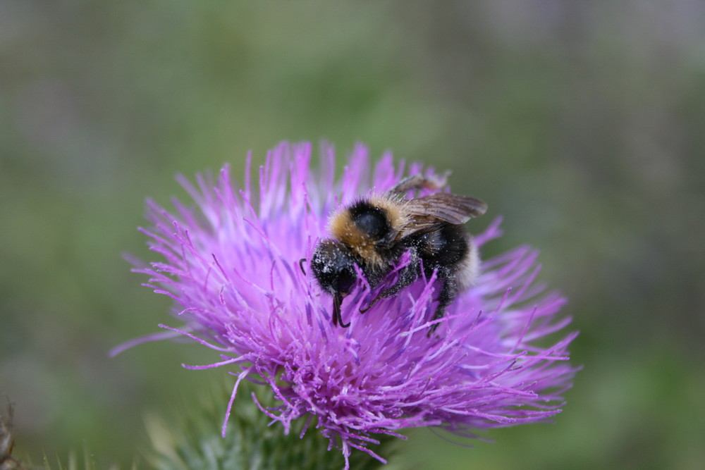 Hummel bei der Arbeit