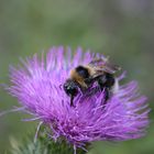 Hummel bei der Arbeit