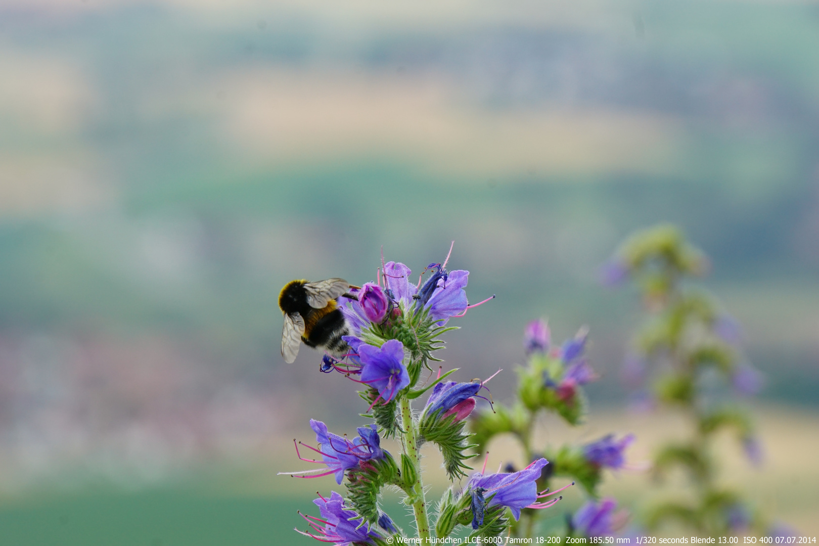 Hummel bei der Arbeit 4