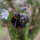 Hummel bei der Arbeit