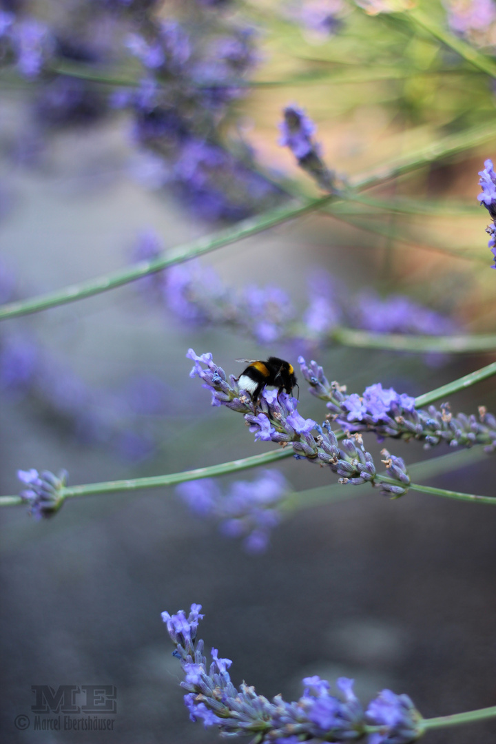 Hummel bei der Arbeit