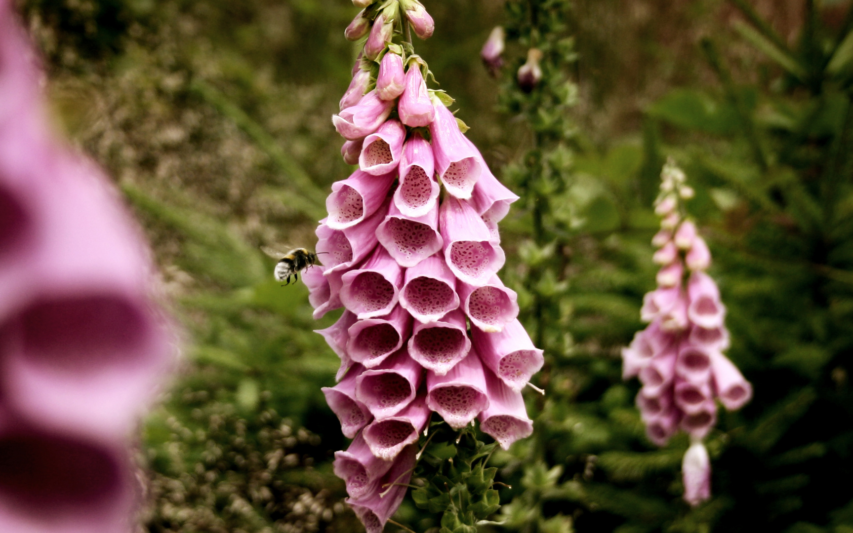 Hummel bei der Arbeit