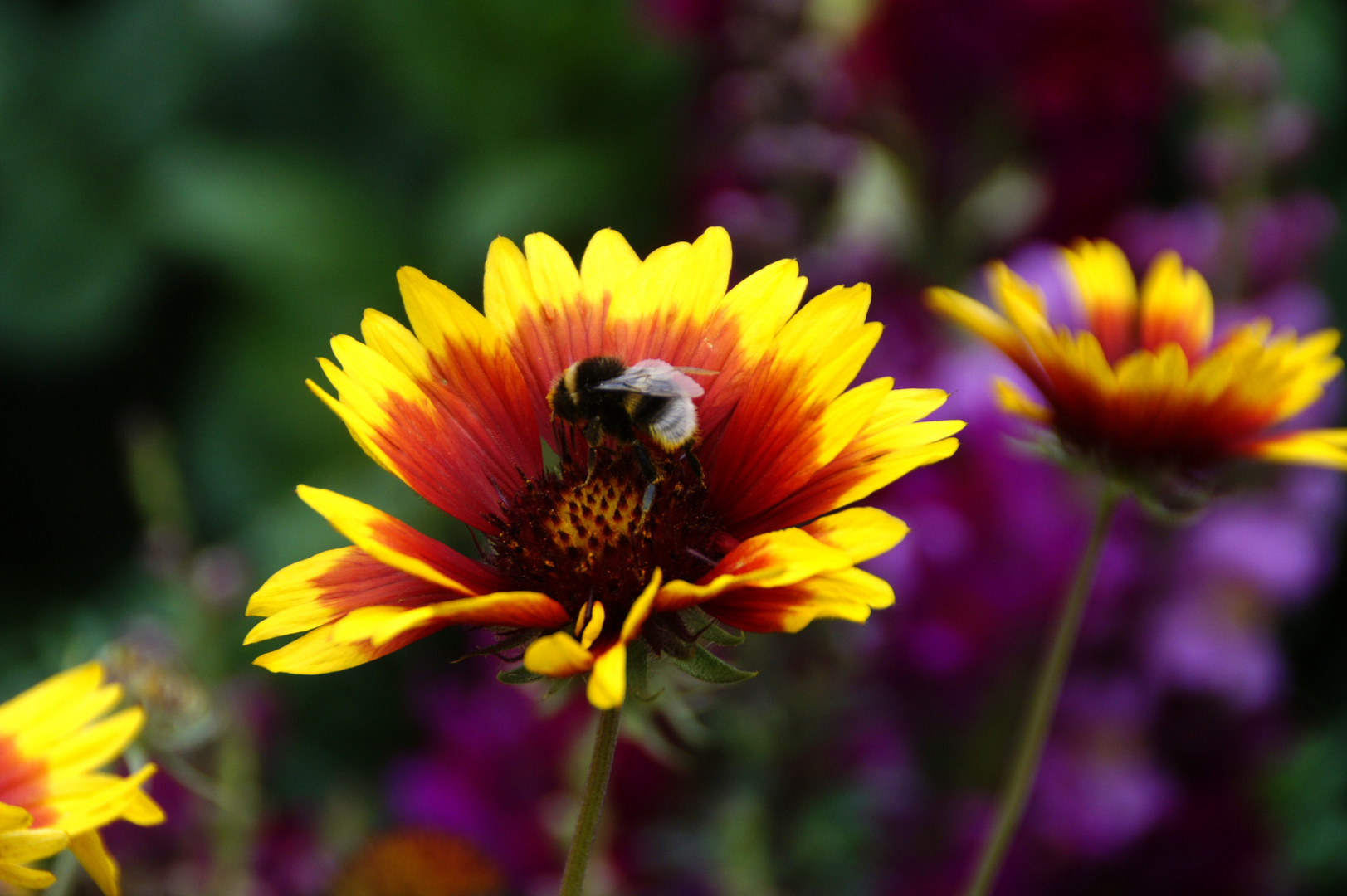 Hummel bei der Arbeit