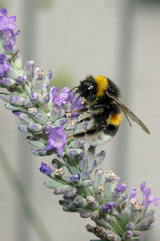 Hummel bei der Arbeit