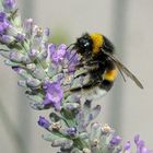 Hummel bei der Arbeit