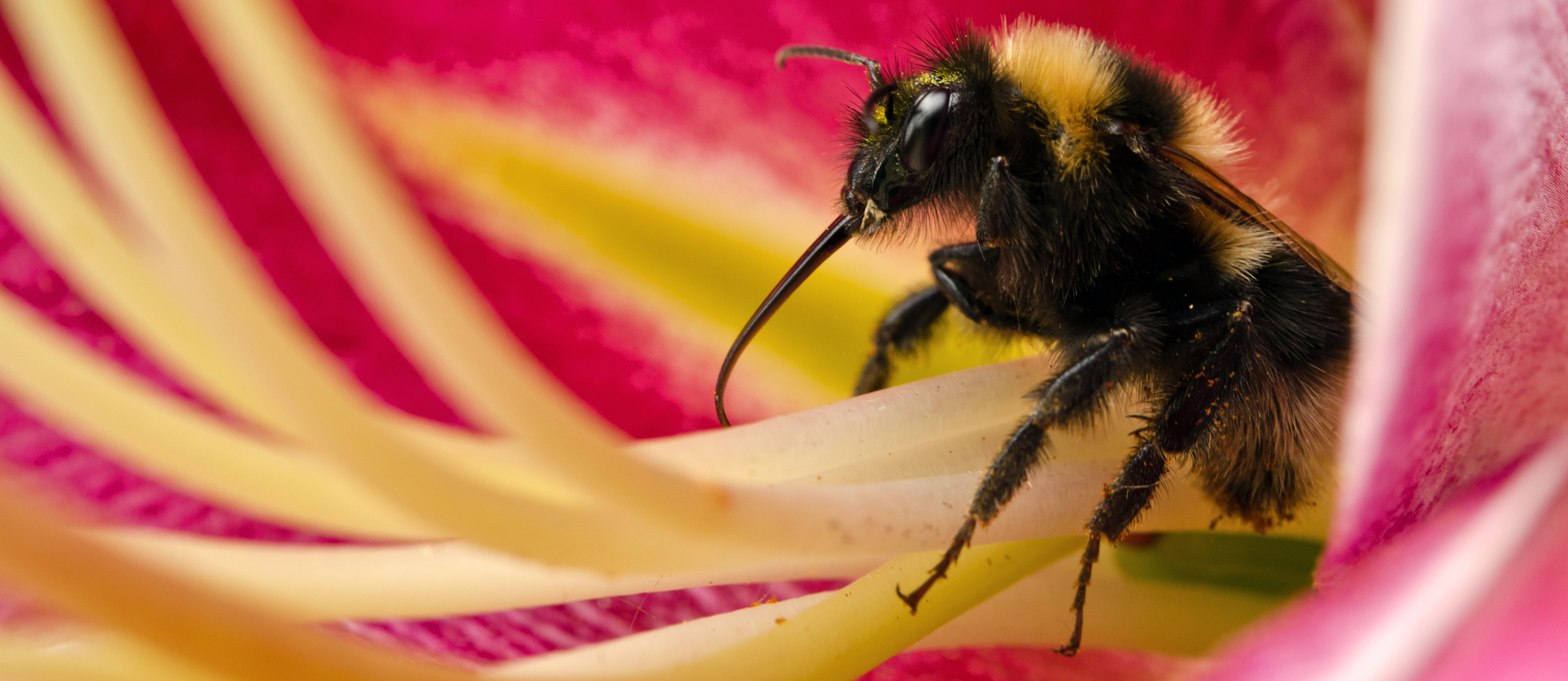 Hummel bei der Arbeit