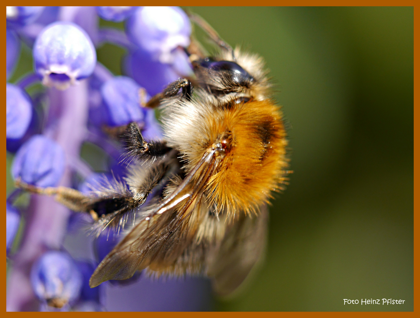 Hummel bei der Arbeit