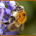 Hummel bei der Arbeit