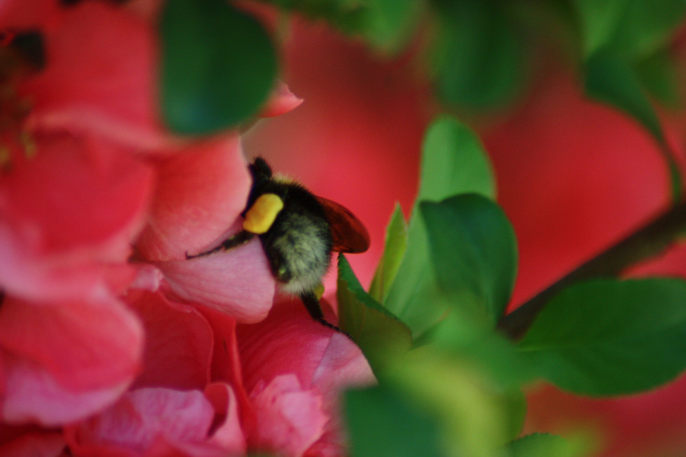 Hummel bei der arbeit!