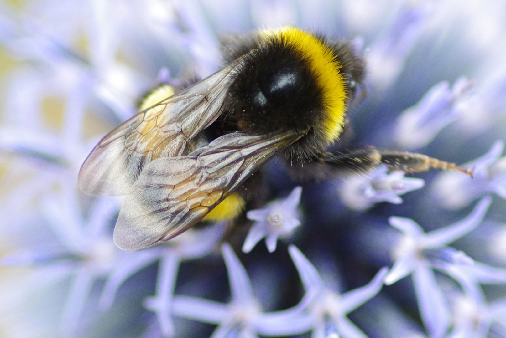 Hummel bei der Arbeit