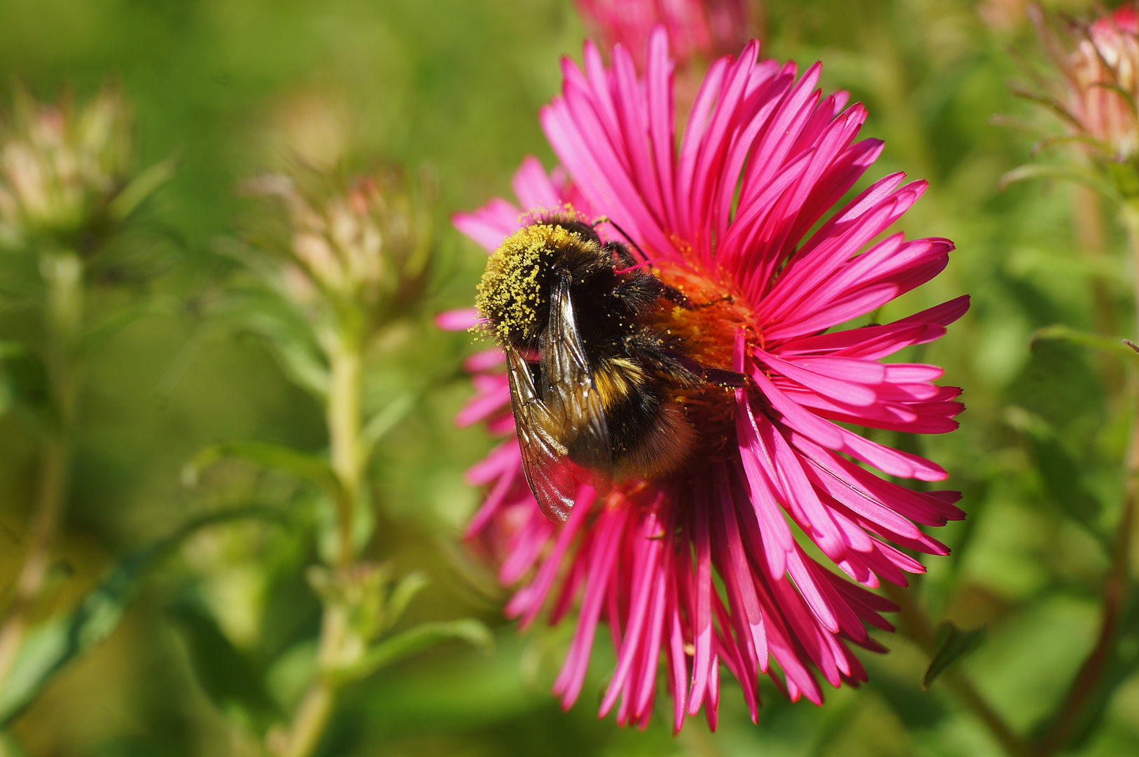 Hummel bei der Arbeit