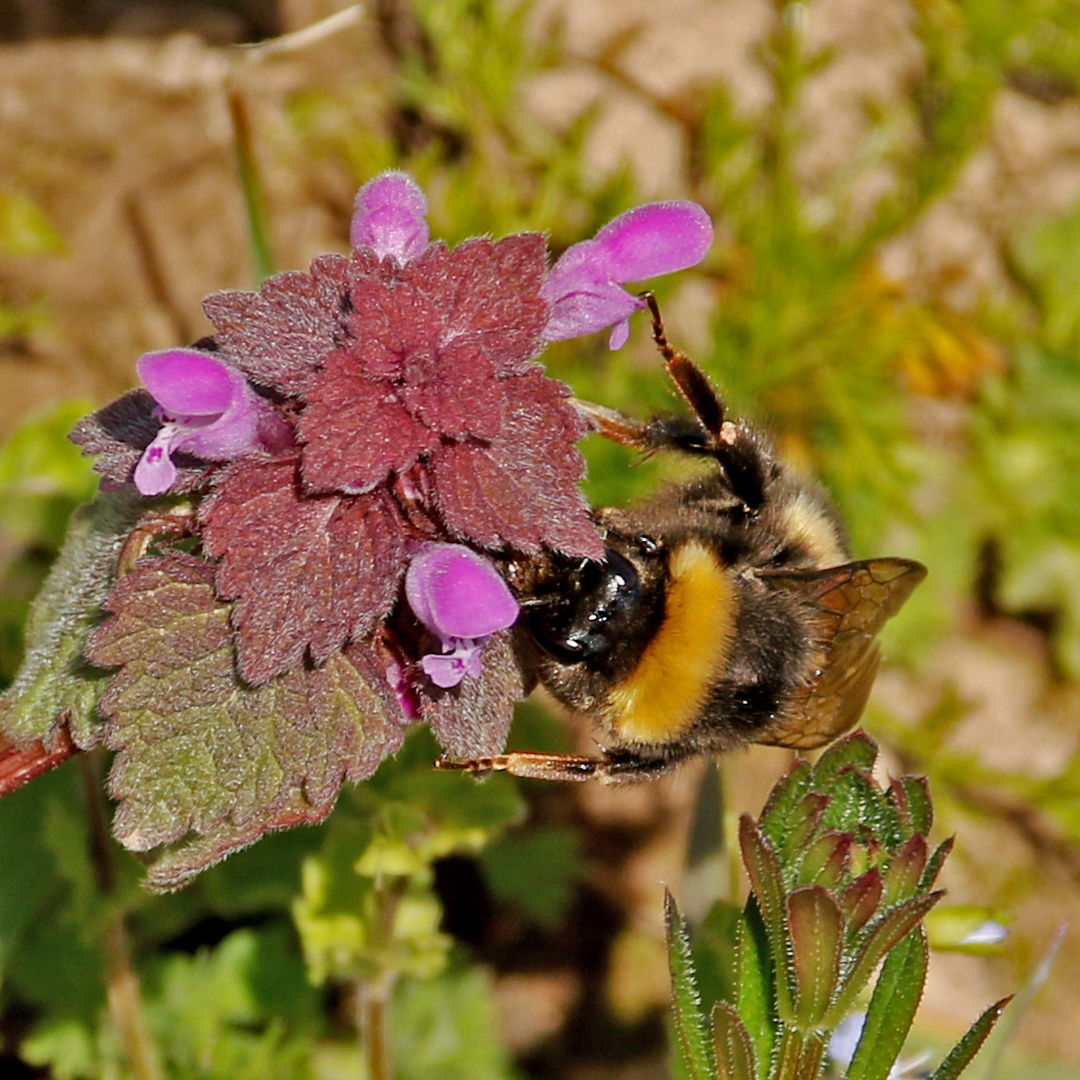 Hummel bei der Arbeit