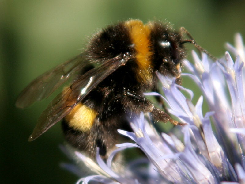 Hummel bei der Arbeit