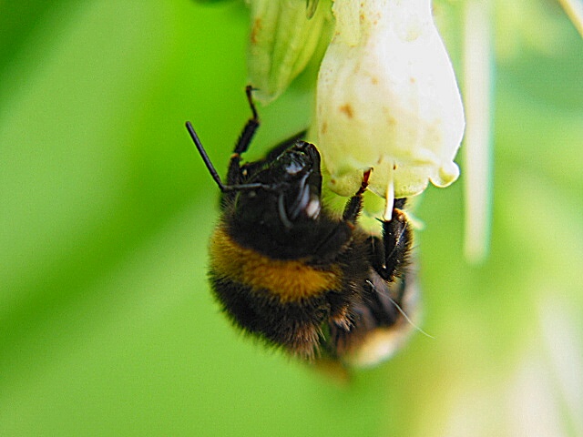 Hummel bei der Arbeit