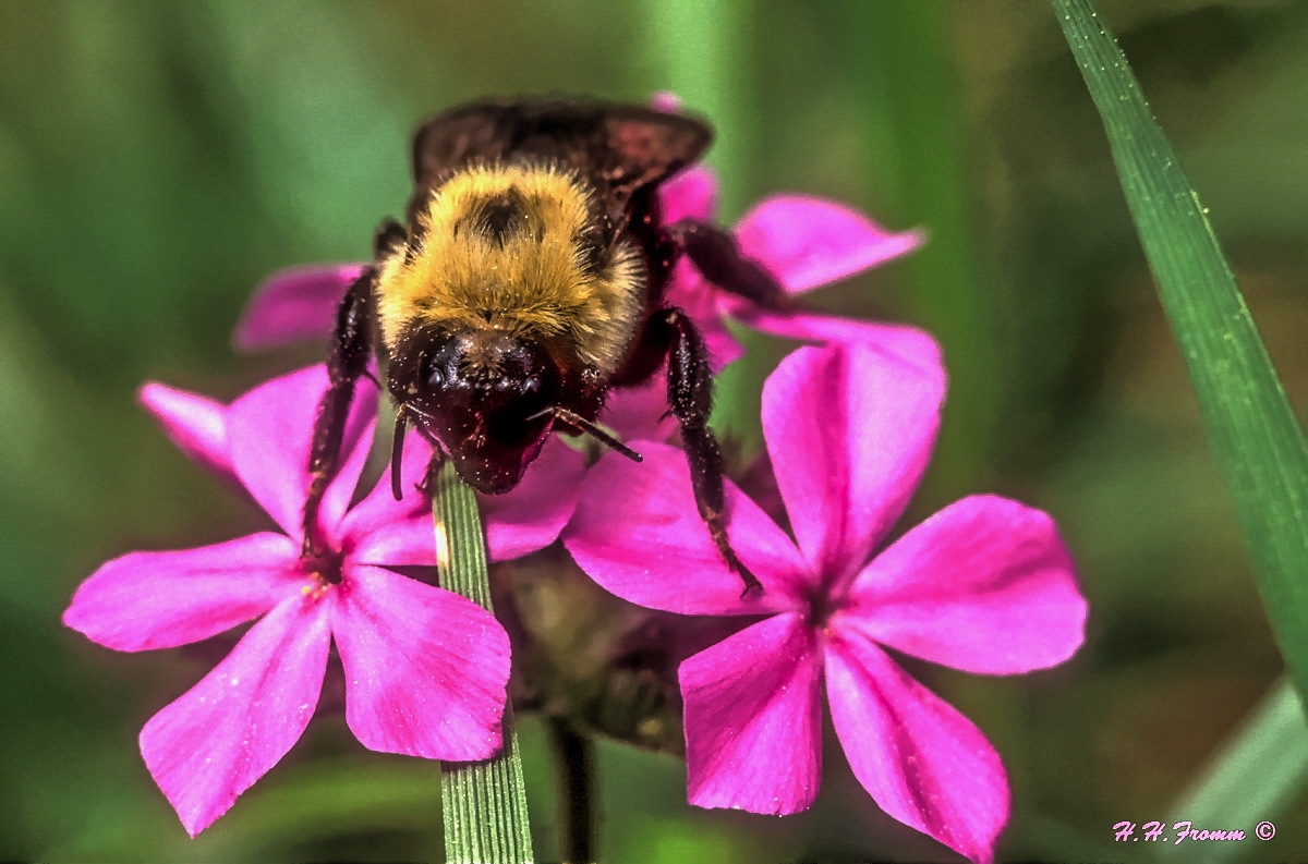 Hummel bei der Arbeit