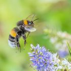 Hummel bei der Arbeit