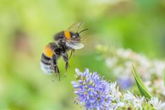 Hummel bei der Arbeit