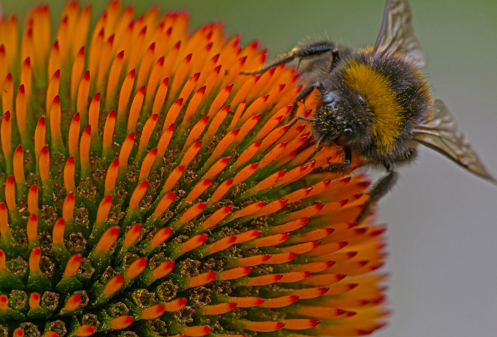 Hummel bei der Arbeit